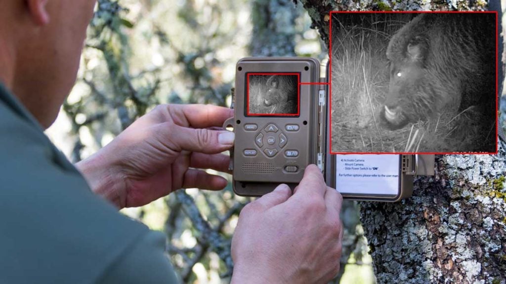 Un cazador coloca una cámara trampa Minox para fotografiar jabalíes.