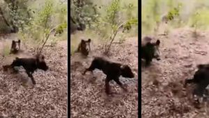 Insólito vídeo: Un jabalí intenta cazar a un perro