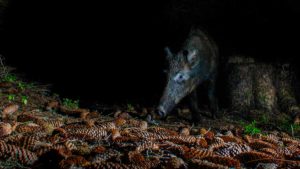 El Observatorio Cinegético pone en marcha una nueva campaña de censos de fauna