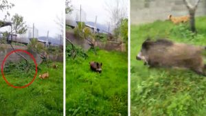 Tres perros buscan un conejo en un huerto y ¡mira lo que encuentran!