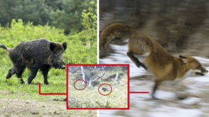 Un jabalí intenta cazar a un zorro y esta cámara trampa lo graba