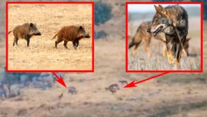 Esta es la reacción de dos jabalíes acorralados por seis lobos en la sierra de Guadarrama