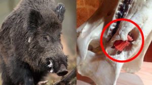 Sorprendente hallazgo: No creerás lo que este cazador encontró incrustado en la mandíbula de un jabalí