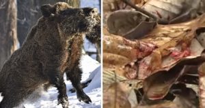 Un jabalí ataca y mata a un cazador de 59 años