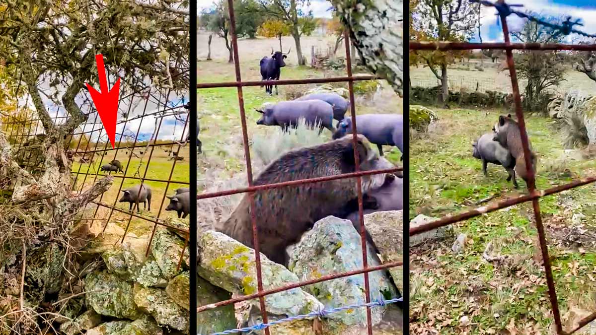 Este vídeo de un jabalí en una piara de cerdos demuestra por qué la caza es esencial y no puede parar