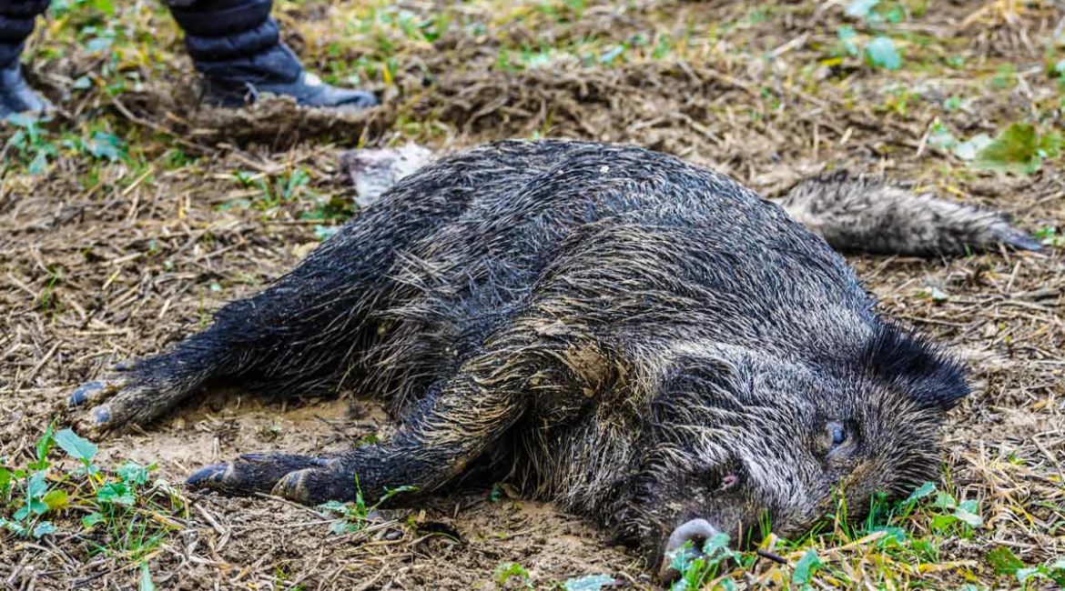 Detectado un caso de peste porcina africana en un jabalí en Italia