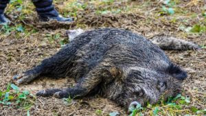 Aparece un jabalí muerto en Alemania: la peste porcina podría haber llegado