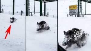 Un jabalí emerge de la nieve y está a punto de embestir a un coche en León