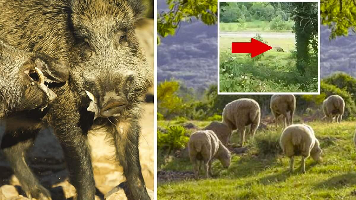 Graban cómo un jabalí ataca a un rebaño y mata a una oveja a colmillazos