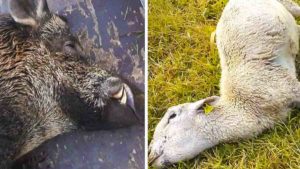 Un extraño animal mata sus ovejas, hace una espera y caza este jabalí de 150 kilos