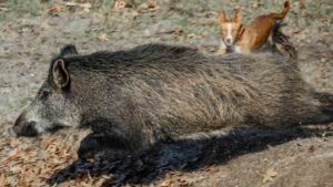 Varios perros de caza enferman y mueren en Navarra poco después de morder a un jabalí