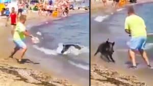 Un jabalí irrumpe en una playa abarrotada y ataca a un bañista sembrando el pánico