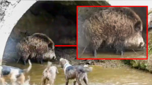 Un descomunal jabalí se atrinchera bajo un puente y mantiene a raya a los perros de caza