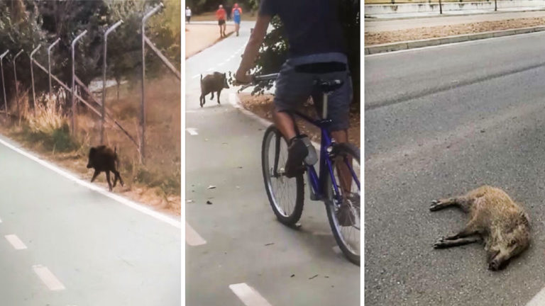 Varios momentos del vídeo del jabalí corriendo por un carril bici de Zamora.