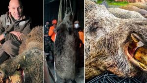 Estos son los cinco jabalíes más grandes cazados en España en 2020