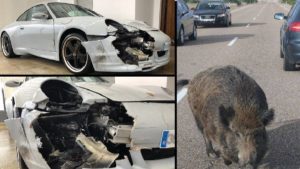 Un Porsche choca contra tres jabalíes en Galicia: «el arreglo costará 10.000 euros»