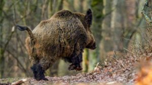 Continúan muriendo perros de caza horas después de morder jabalíes en Francia