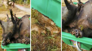 Este vídeo incendia a los cazadores: jabalíes con sus crías pudriéndose en contenedores de Gerona