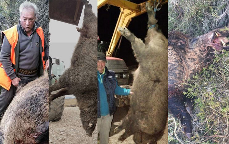 Estos son los cinco jabalíes más grandes cazados en España en los últimos tiempos