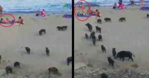 18 jabalíes irrumpen en una playa llena de bañistas