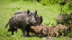 Jabalíes: remiten los casos de peste porcina en Europa