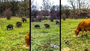Un grupo de jabalíes intenta robar la comida a unas vacas en un campo de Burgos