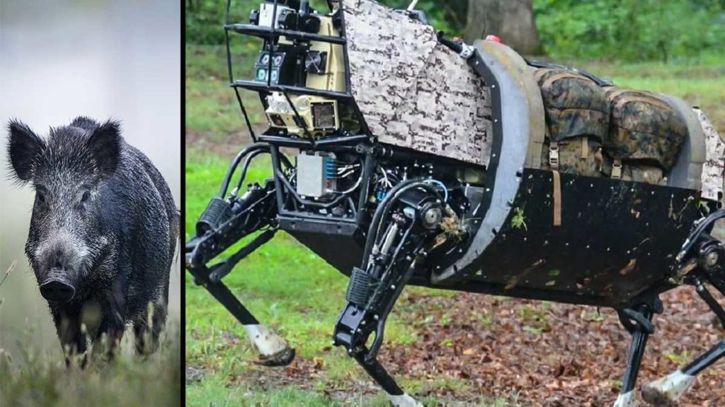 Jabalí y robot. @Shutterstock