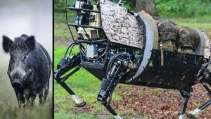 Proponen sustituir a los jabalíes por robots en las cacerías de Francia