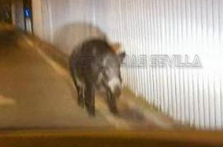 Un jabalí de más de 100 kilos provoca el pánico en Sevilla