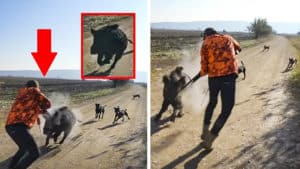 Un jabalí furioso ataca a un cazador que no puede disparar para no dar a sus perros