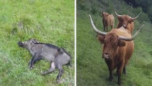 Un vaca cornea y mata a un jabalí que amenazó a sus crías