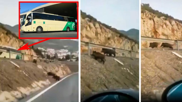 Capturas del vídeo en el que cuatro jabalíes están a punto de provocar un accidente con un autobús en Andalucía.