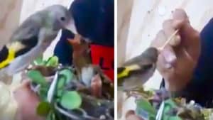 El vídeo de un jilguero alimentando a sus pollos enamora a los cazadores