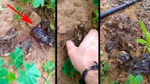 Un agricultor descubre una camada de cuatro lebratos instantes después de que la liebre haya parido