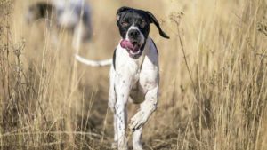 ¿Tu perro de caza tiene leishmaniosis? Esto es todo lo que debes saber sobre su tratamiento