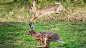 Madrid: Conejos y liebres sirven de reservorio del mayor brote de leishmaniosis humana de Europa