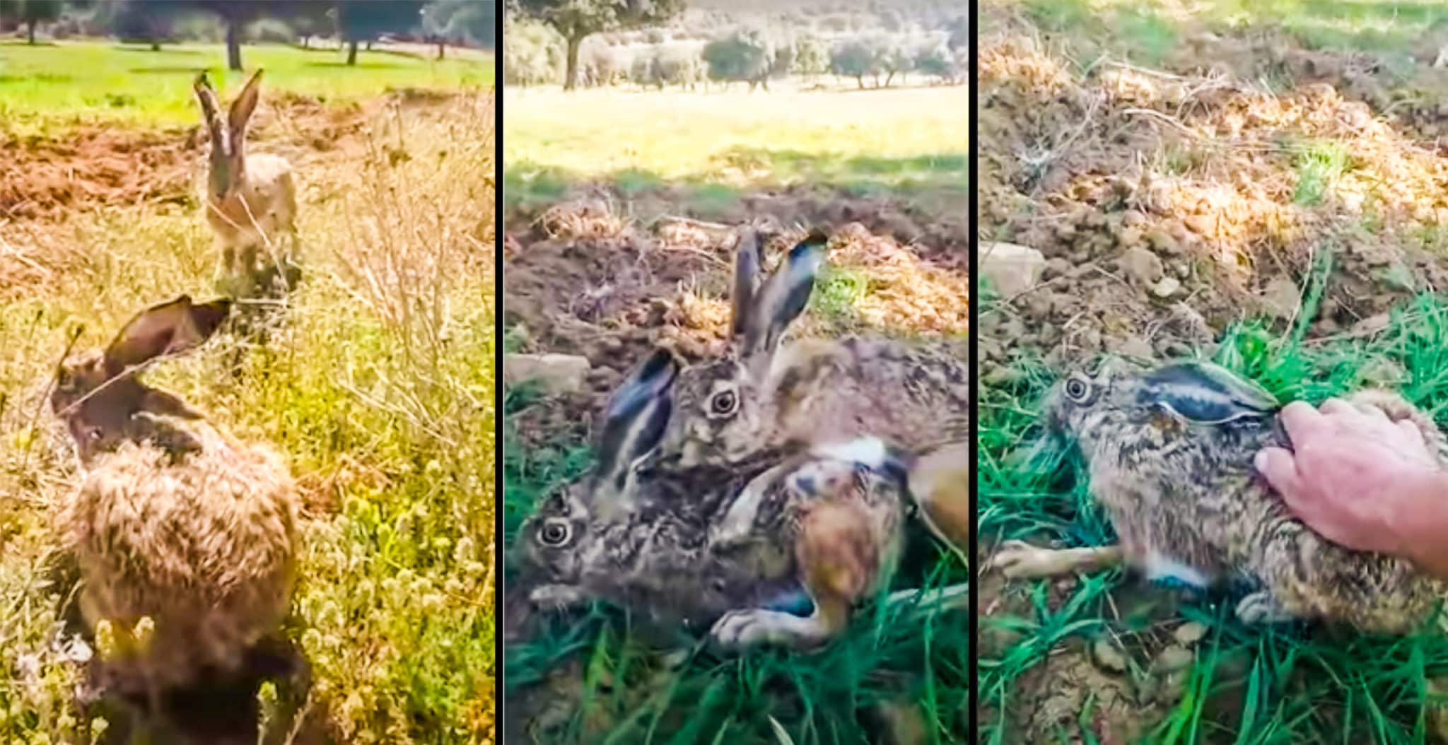 Coge una liebre en celo con la mano mientras graba este asombroso vídeo