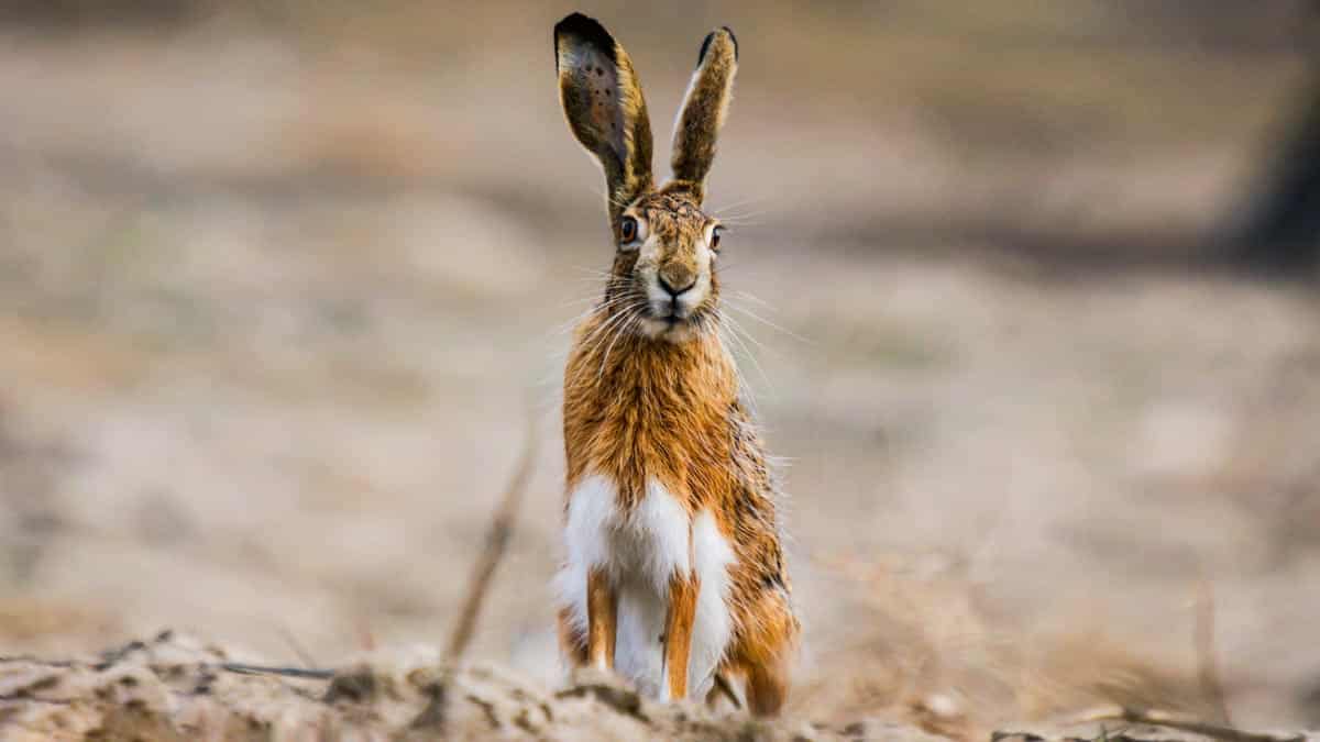 Myxomatosis of Spanish hares has reached Germany