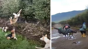 Una liebre salta sobre cinco perros y un galgo arrolla a un cazador ¿qué más puede salir mal?
