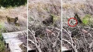 Extraordinarias imágenes de un lince dando caza a un conejo en Jaén