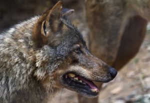 Los ganaderos alemanes podrán disparar al lobo si reciben su «amenaza»