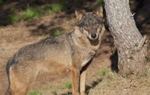 La Junta de CyL indemniza con 9.261 euros a un cazador al que decomisó un lobo