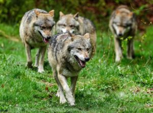 Alemania autoriza la caza de lobos si atacan al ganado (a pesar de tener muchos menos que España)