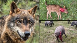 El lobo ataca a la ganadería de Domingo Hernández: «Sufrimos sus ataques a diario»