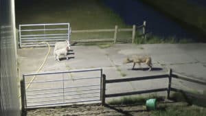 Una cámara de seguridad graba a un lobo atacando a un rebaño de ovejas en plena noche