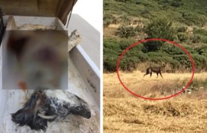Confirmado: el lobo mata a la perra de un cazador de codornices en Burgos