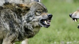 Un cazador mata un lobo que atacaba a sus perros y ahora puede ser condenado