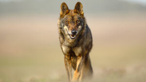 Las comunidades con presencia de lobo se oponen a blindarlo y prohibir su caza