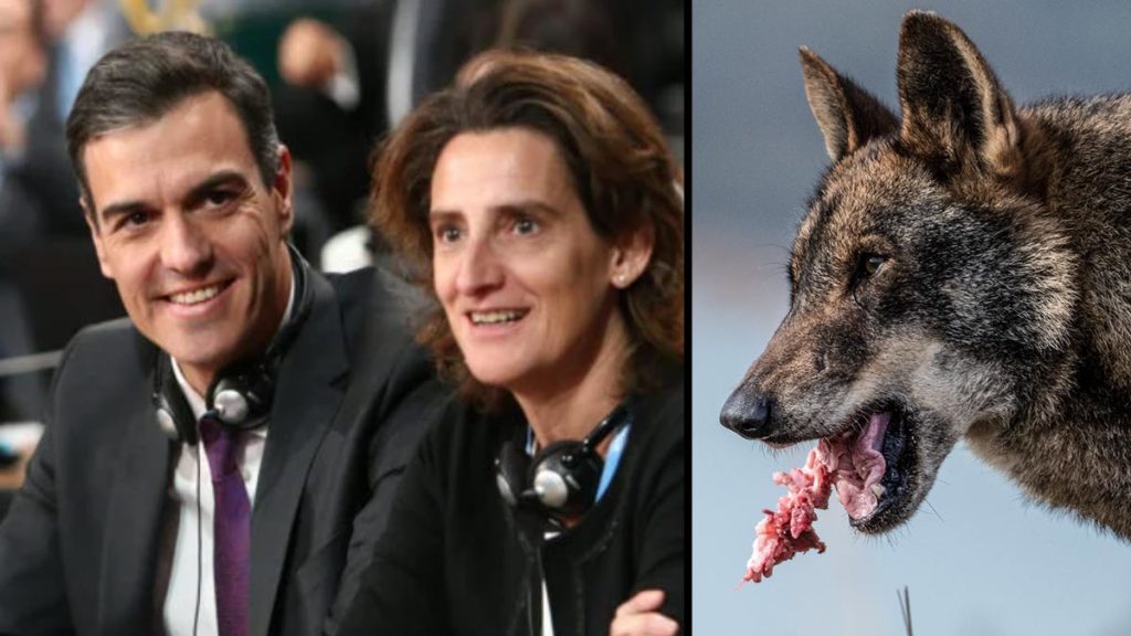 Pedro Sánchez y Teresa Ribera junto a un lobo ibérico. © Shutterstock