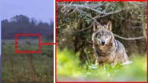 Un cazador graba a un lobo a 400 metros de un colegio en La Coruña